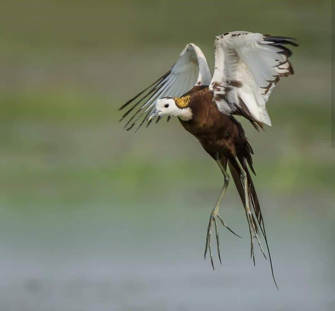 birdofficially's tweet photo. Pheasant tailed Jacana

#udog_feathers #bird #birdsofinstagram #birdlovers
#birdphotographer #natureza #nature_perfection
#naturelovers#naturelovers #nature
#nikonphotography #nikon_photography_#nikontop
#nikon #300mm #d7200 wildlife wildlife_perfection
#pheasants #jacana https://t.co/dvNdaCNifW