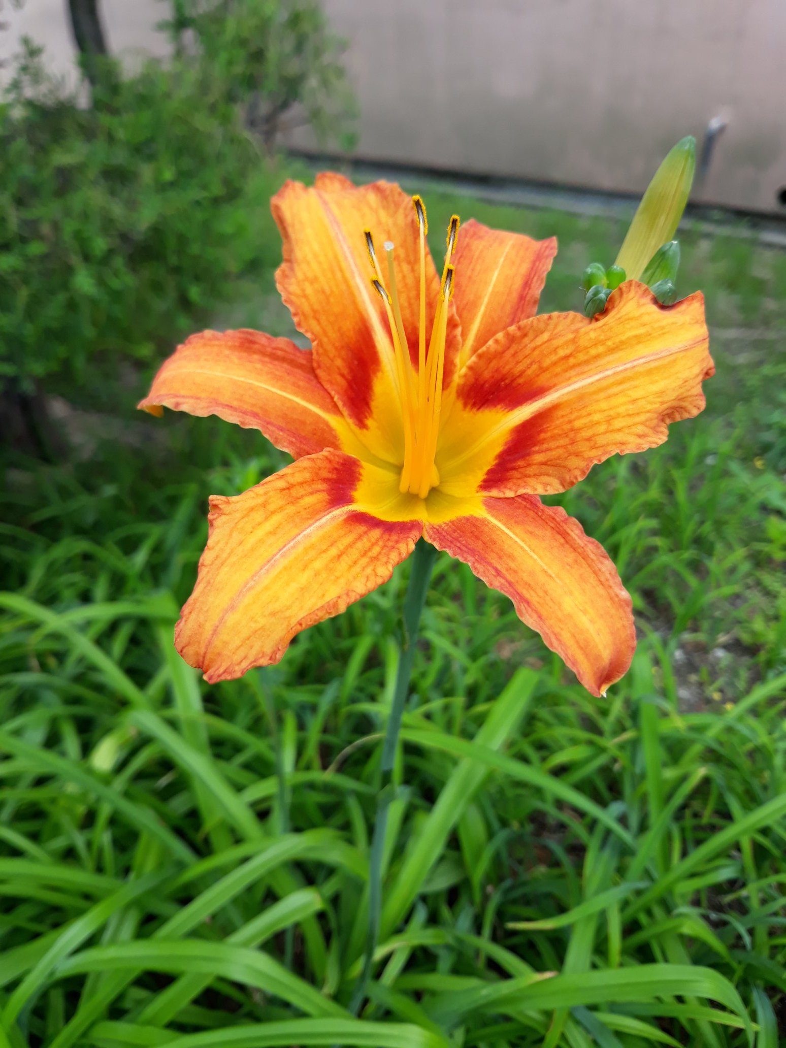 تويتر ゴンまま على تويتر ノカンゾウの花もやっと咲きました ユリ科だけに一般の百合と似ています でも 葉っぱに特徴があって一目で区別がつきます 春には韓国では若芽を食べます T Co Cfkep8widu
