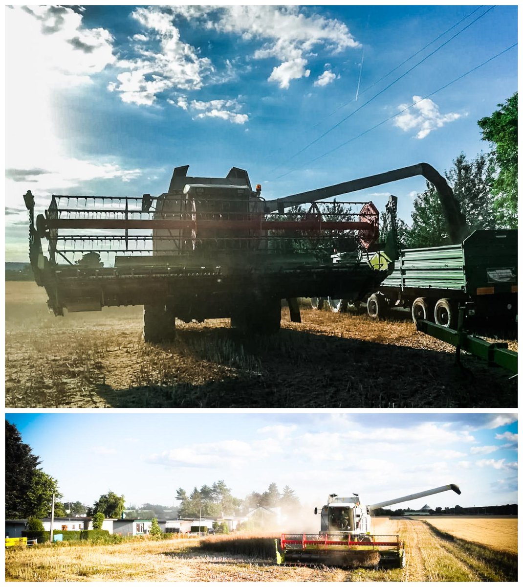 Durch die große Trockenheit haben wir gestern schon den #Raps geerntet.