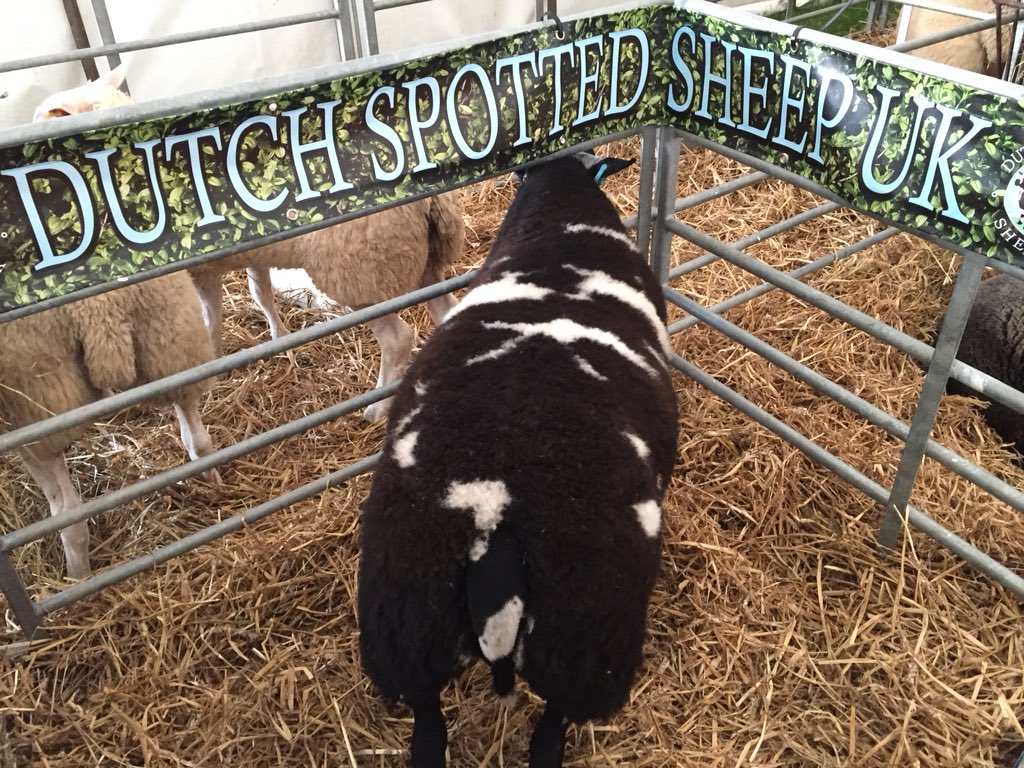 coulsonhereford's tweet photo. Morning all, come and see us @lincsshow today and tomorrow. It’s the first time this new breed of #DutchSpottedSheep have been at the show #terminalsireofthefuture https://t.co/kRircUczBu