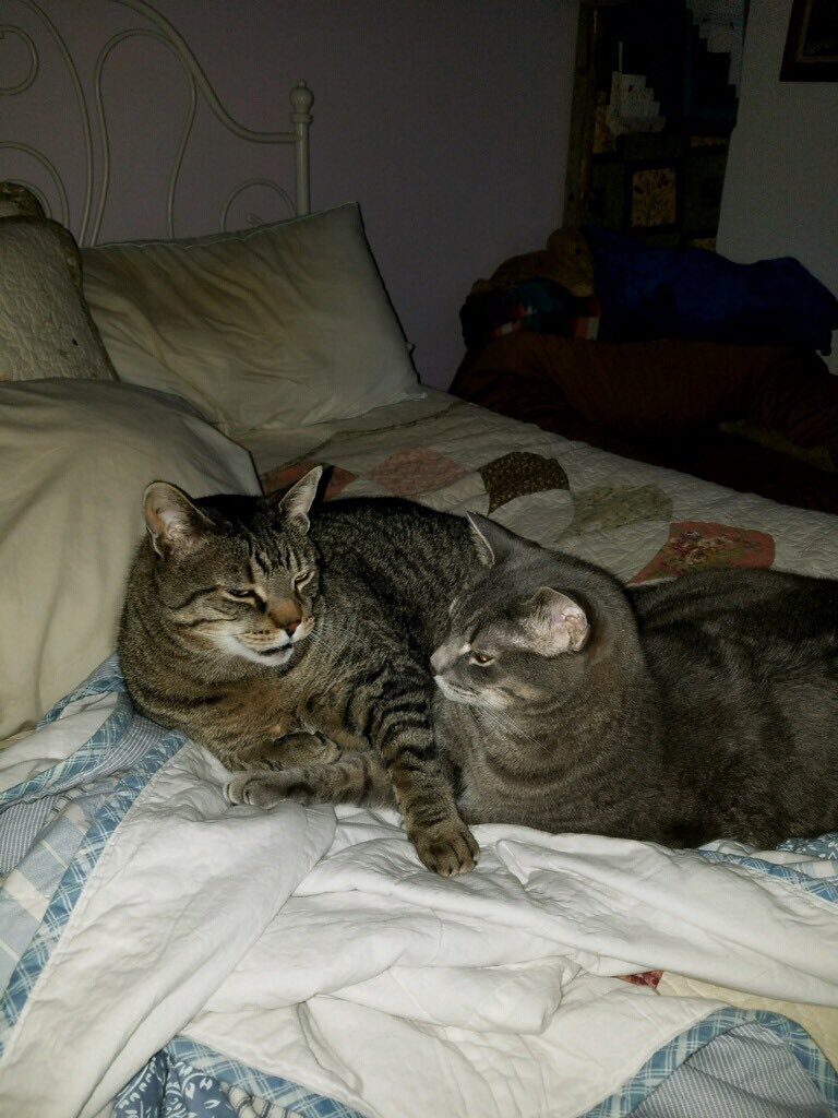 dragonized's tweet image. Home with the babies #catsofinstagram