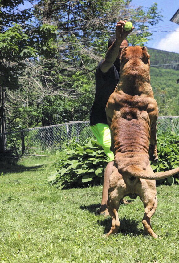 dark dynasty k9 dogs