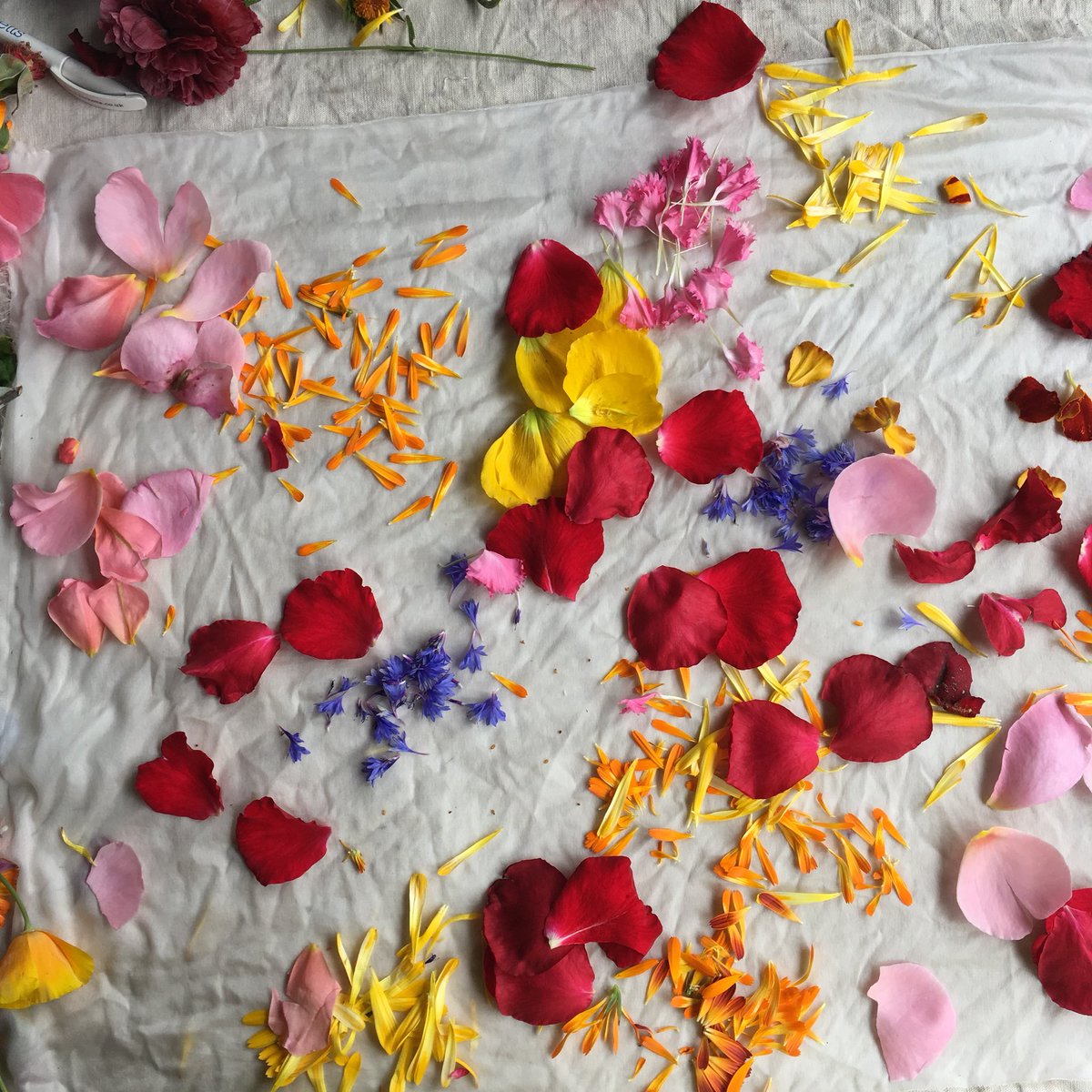 Day 3 of #BritishFlowersWeek already - today we have @botanicalinks giving a workshop on #eco-printing with our flowers #britishflowers