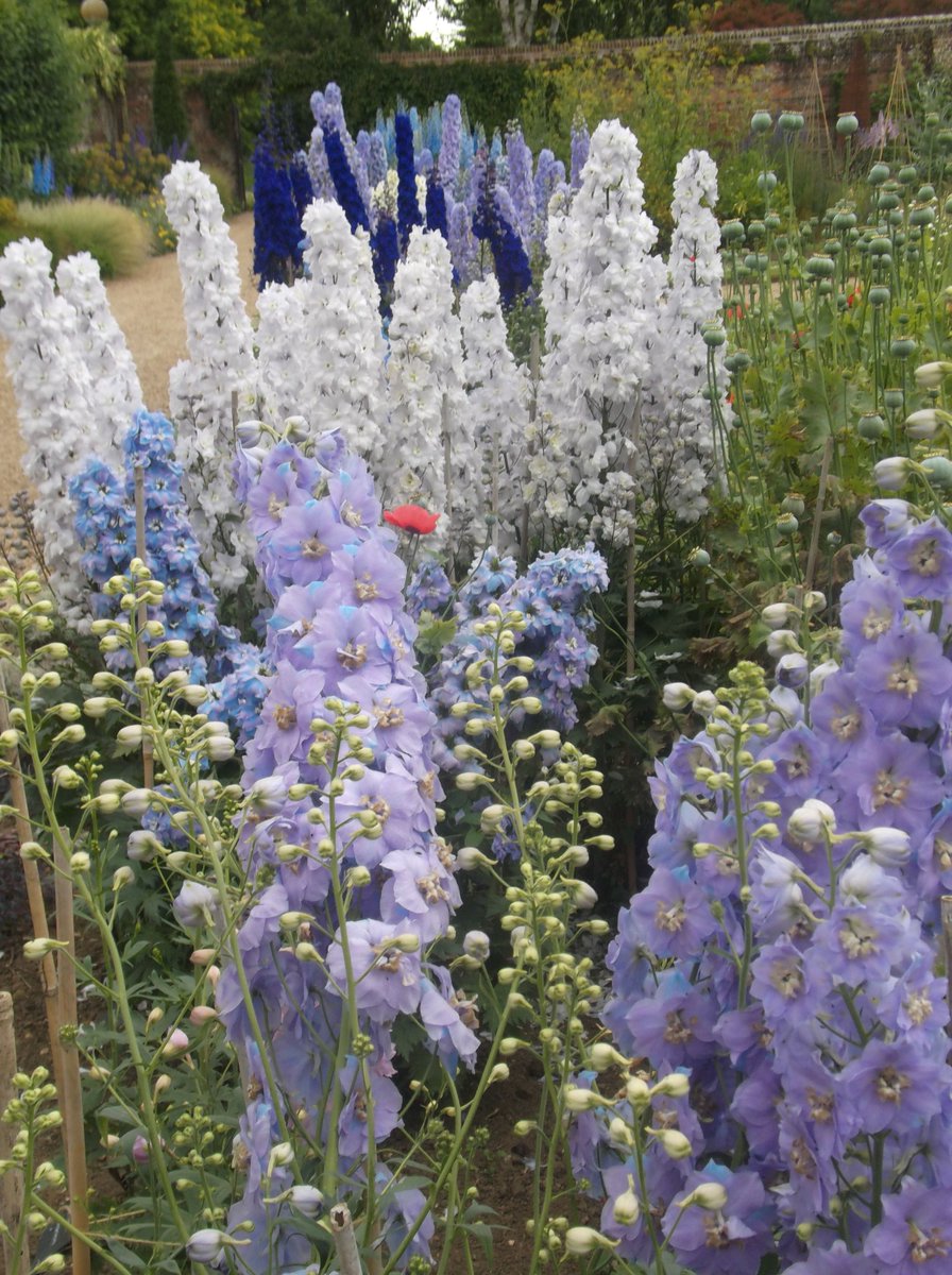Daveh76Hover's tweet photo. Enjoyable afternoon drawing &amp; painting for Delphinium week at #GodingtonHouse, #AshfordVisualArtists https://t.co/Dbi9fompma