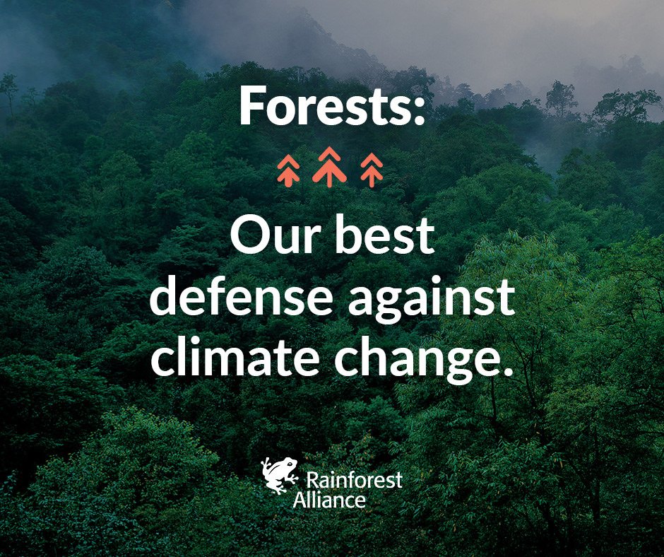#Forests make air, filter water, and regulate our global #climate. We need them. Join us in protecting these vital #ecosystems. bit.ly/2GvaqBf