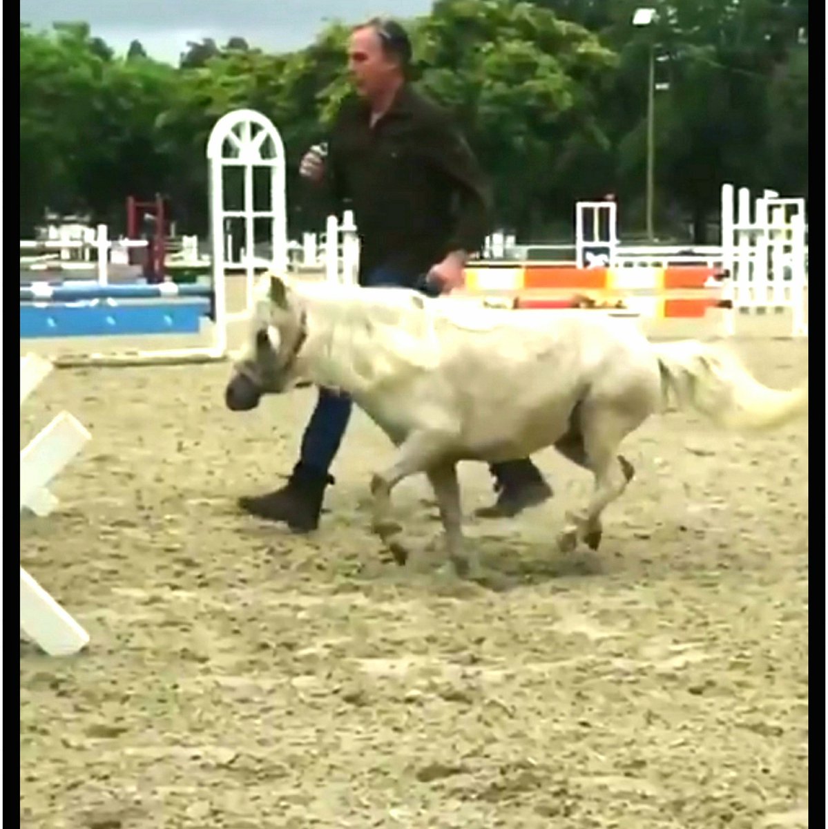 RobertPKovacik's tweet photo. #NewProfilePic: #HiRobbie, #ILoveUrPicsWithTheMiniatureHorseAndUJumpingTheHurdles, #GreatJob…🐴🐎🐴 https://t.co/xqFjvxkNSs