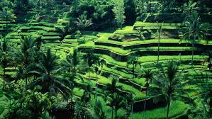 BaliFunService's tweet photo. Bali farming 🇮🇩 #nature #bali #Rice #Farmers #Indonesia #water https://t.co/wSksAuOEWe