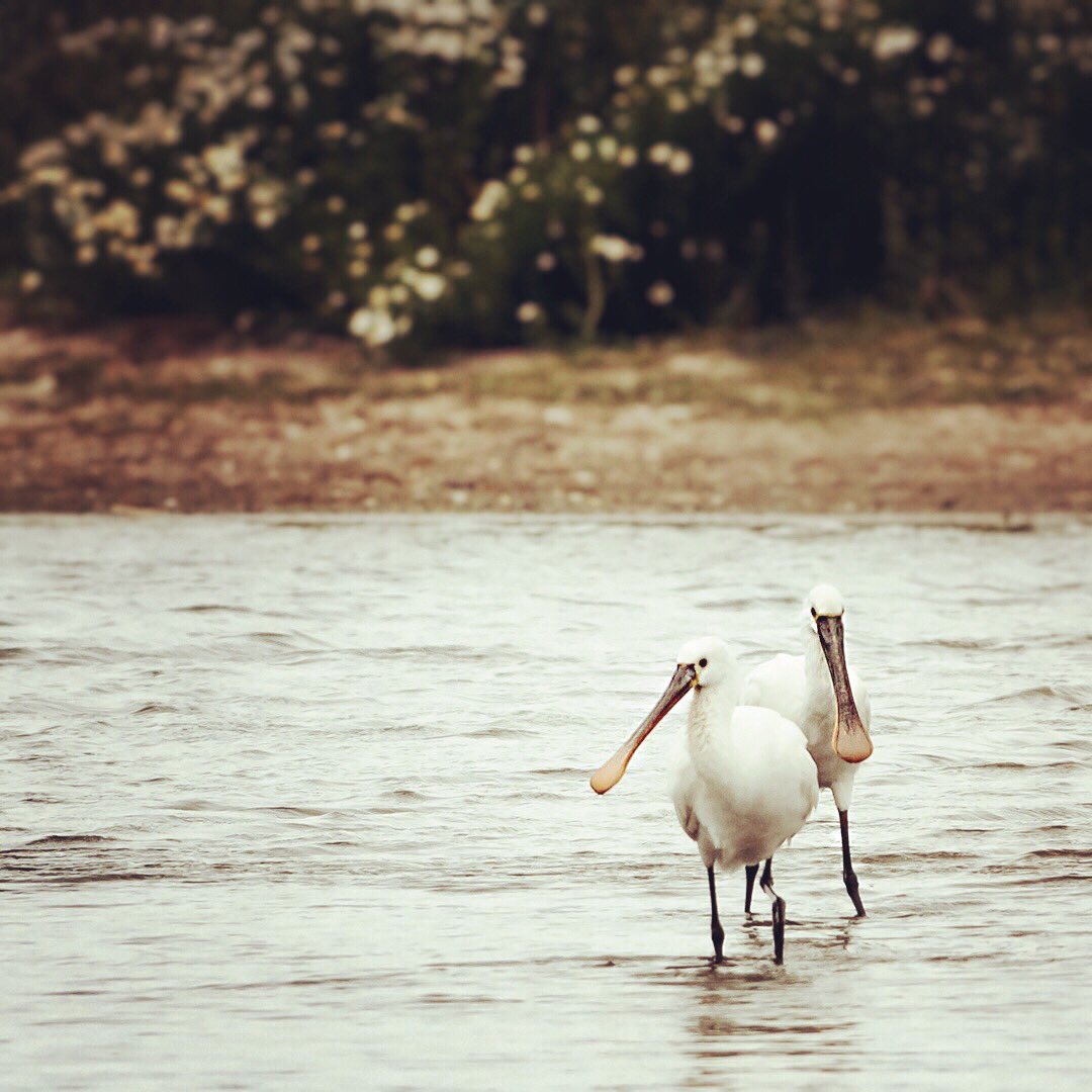 mikaeljohansson's tweet photo. Double trouble at Getterön, Varberg. #spoonbills #skedstork #natur #obsbok #birding #ornithology https://t.co/ITD6ZbCNCE
