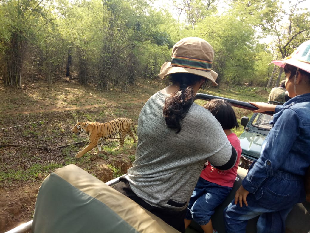 Tadoba Tiger King Today Morning Sighting From Kolara Gate To Our Guest Mr Imran Khan Pc Imrankhan Sir Tadobatigerkingresort Promisetogiveyou Bestof Bestservice For Booking Tadobatigerkingresort Kolaragate Nearesttothejunglegate