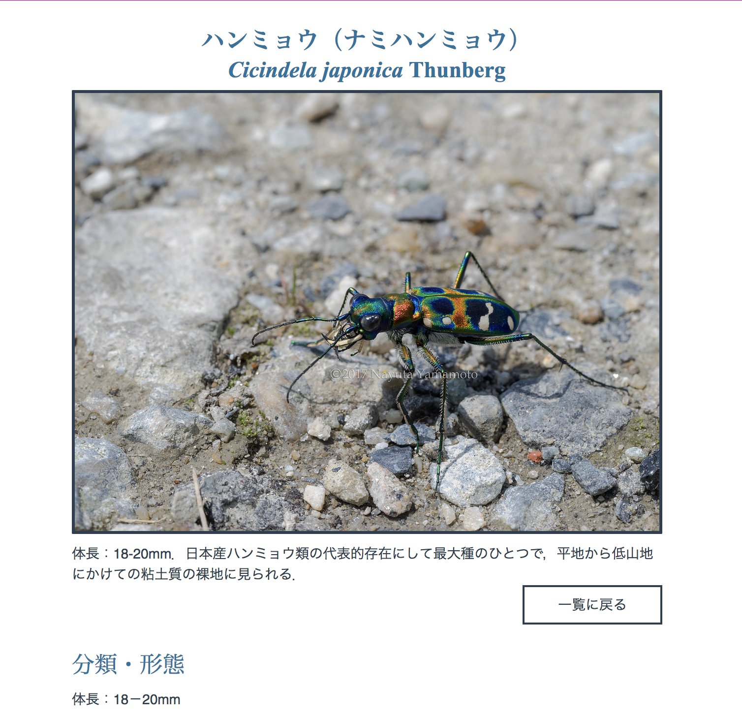 Nayutay ハンミョウ 日本産ハンミョウ図鑑がアップデート これまでは生態写真と種名の表記のみだったが 写真をクリックすると種別の詳細ページが見られるようになった 記述はまだまだ簡素なものだが T Co 9wrgb3bkur T Co Ws9bl3p3i8