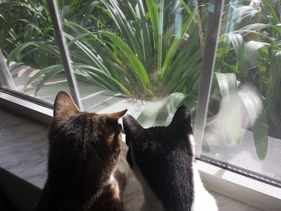 MeowAsFluff's tweet photo. @Gertrui65134147 @anaisvurpill @sczen! Thanks for the recent RTs! โค๏ธ Really appreciated! Stay #meowAF! https://t.co/z6QjiqSEHI