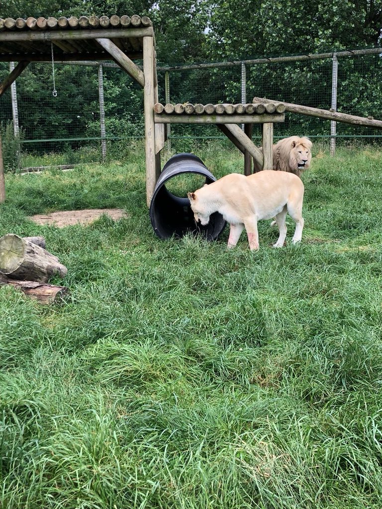 TheBigCatSanct's tweet image. We’re putting in new platforms, tunnels and enrichment into the Cat enclosures. Imara and Ngozi were very keen to investigate the new addition into theirs! 😊🦁 #bigcatenrichment  #lions #checkingitout #siblings #livingtogether 
Great pics, thanks Keeper Charlotte! 😊