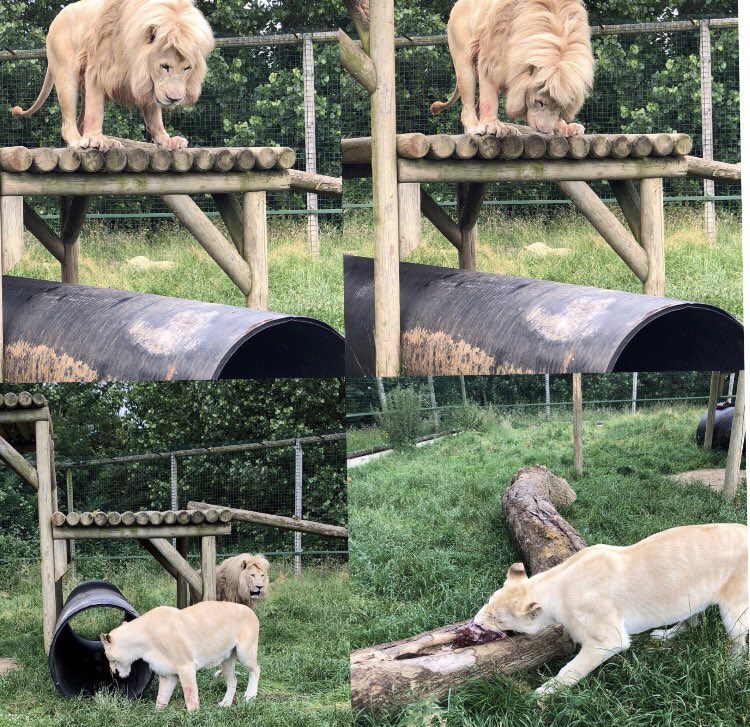 TheBigCatSanct's tweet image. We’re putting in new platforms, tunnels and enrichment into the Cat enclosures. Imara and Ngozi were very keen to investigate the new addition into theirs! 😊🦁 #bigcatenrichment  #lions #checkingitout #siblings #livingtogether 
Great pics, thanks Keeper Charlotte! 😊