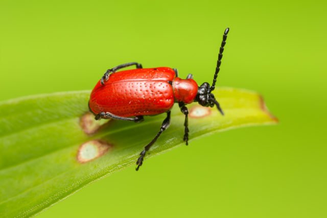 BeesSeeds's tweet image. 5 insects that could be good news for your garden
home.bt.com/lifestyle/hous…
