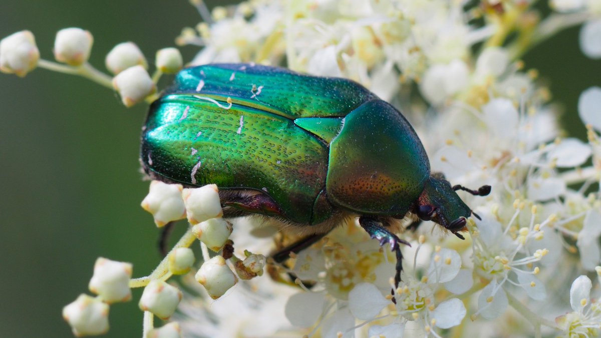 BeesSeeds's tweet image. 5 insects that could be good news for your garden
home.bt.com/lifestyle/hous…