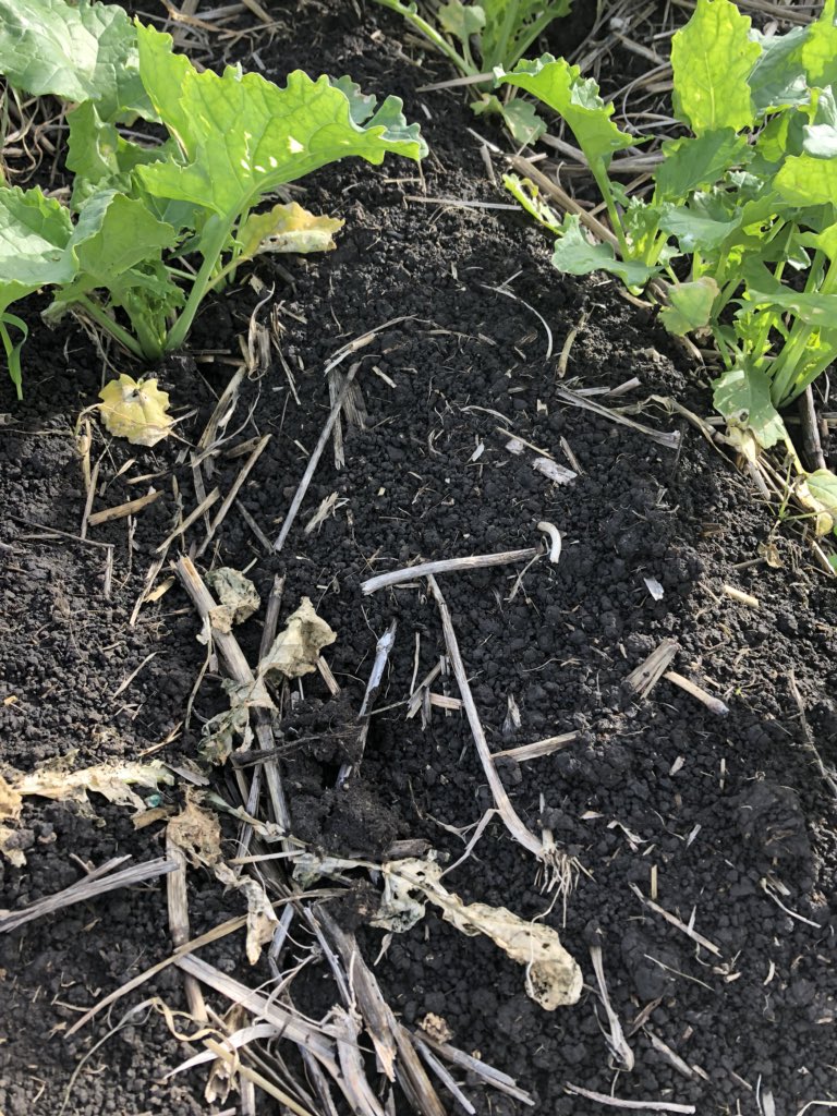 fry_anna32's tweet image. Getting in control of bad resistant ryegrass &amp;amp; radish #knowyourenemy #resistancetesting @winillba @BenDumesny @PBoutsalis