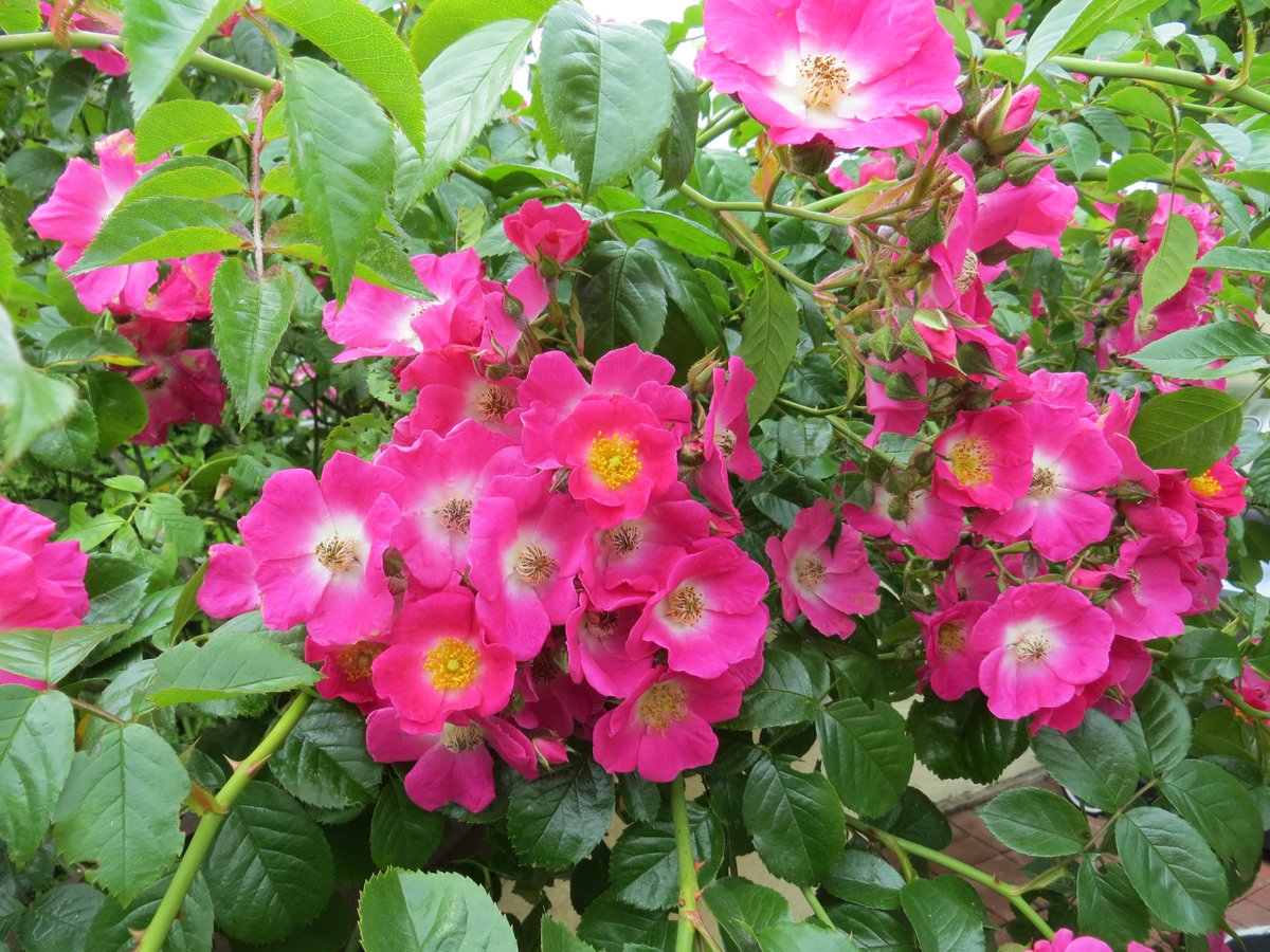 Spring is moving swiftly toward Summer...enjoying roses trailing over my garden wall! #exploreBCgardens #GardenDaysCanada