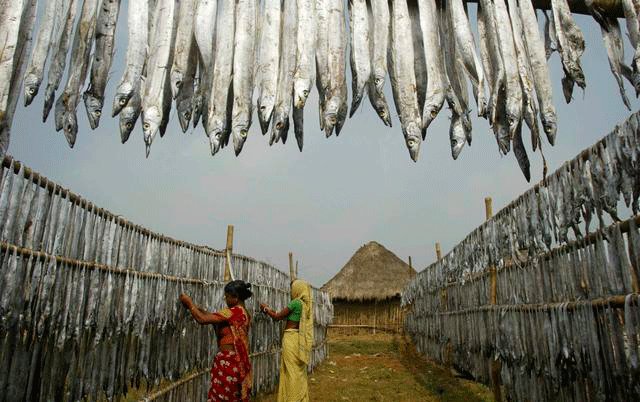 A menudo se subestima el rol de la #mujer en la #pesca. Su #empoderamiento en este sector es fundamental. Te recomendamos que leas sobre la #igualdadgénero en el sector pesquero: ow.ly/9zRe307Dse8 #UNFAO