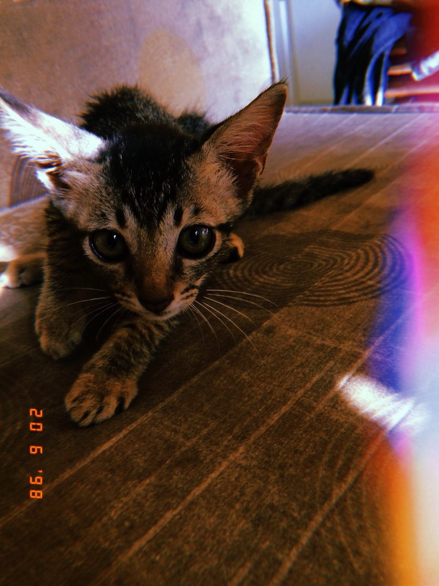 Ritzmarky's tweet photo. adorable ❤️ https://t.co/QnLMIJBsl3