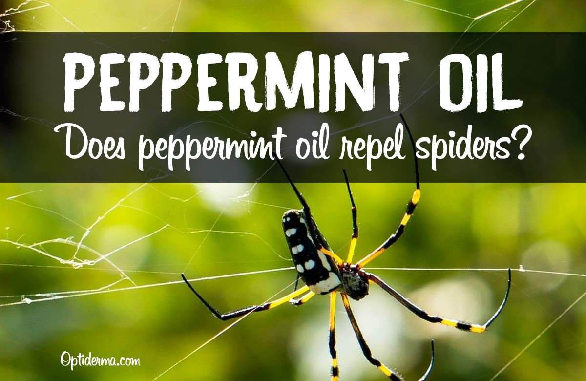 optiderma's tweet image. Peppermint Oil for Spiders sumo.ly/VIGX via @optiderma