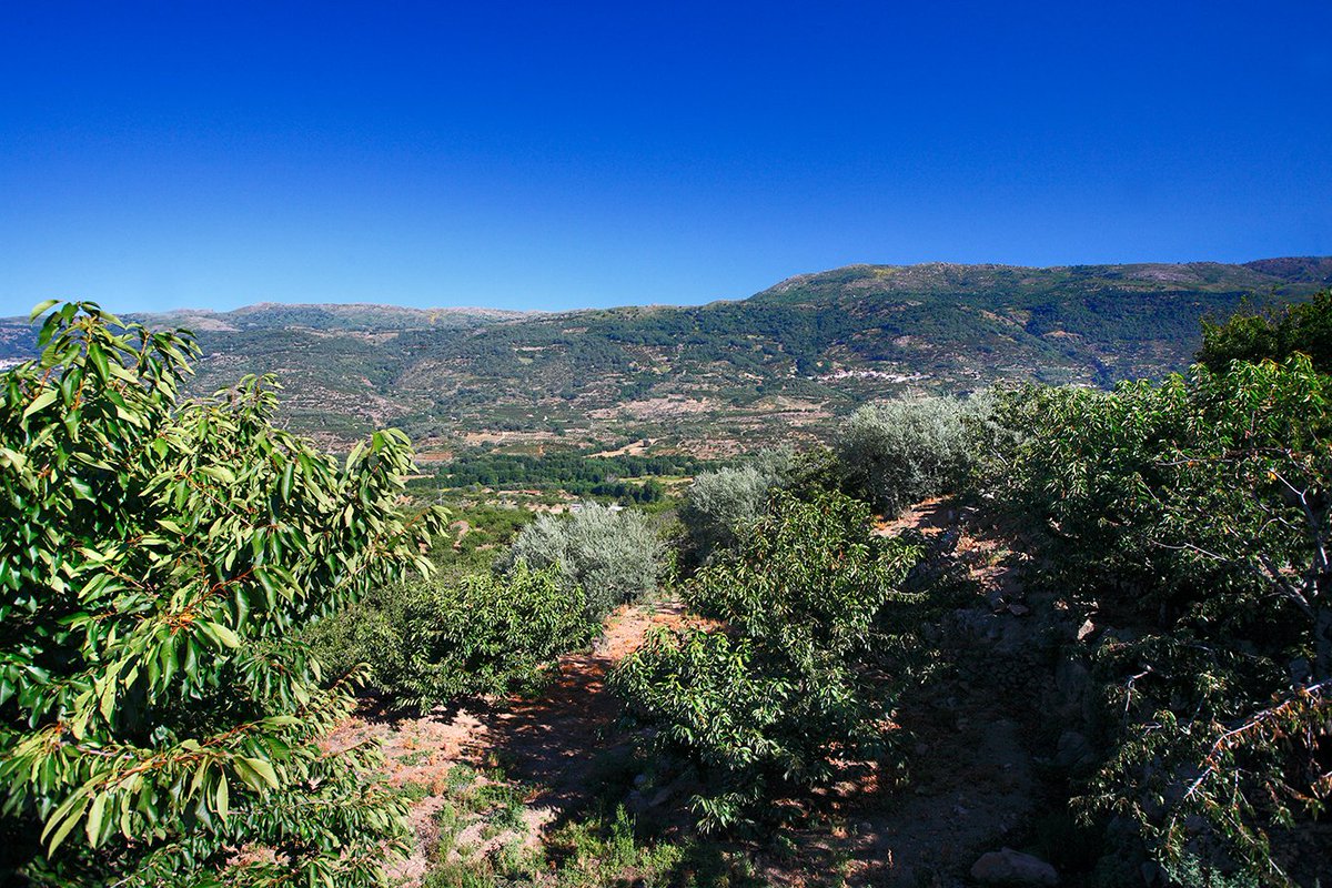 PicotaCherries's tweet photo. #PicotaCherries are a #PDOProduct which means they are carefully regulated and selected by the farmers, and can only be grown in the #AreaOfOrigin in the Jerte Valley. https://t.co/rnlBdSS1CR