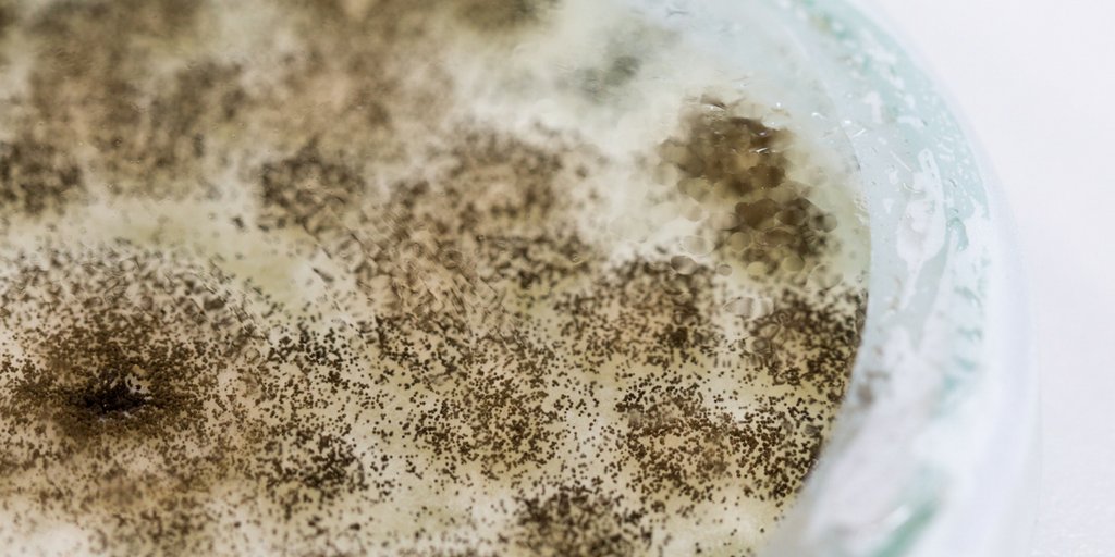 askrtk's tweet photo. Why Home Mold Test Kits Don't Work https://t.co/vNyB1W3n1D #mold #moldtestkit https://t.co/BjMu1NUfzz