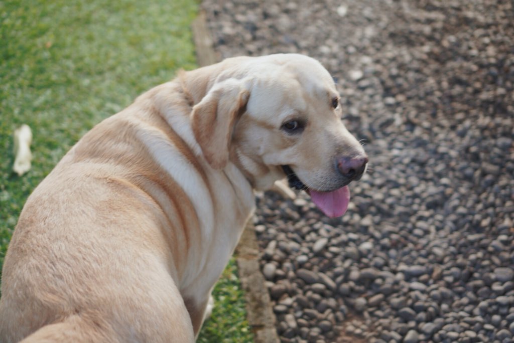 jaluambara_'s tweet photo. Testing new 35mm lens. Wtf, why my dog is so handsome? https://t.co/tgwjoVlyxD