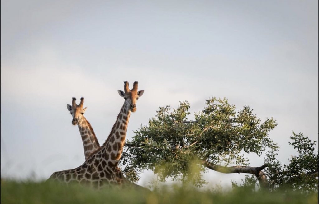 #Giraffes put in an appearance for #AfricaOnFoot on#livebushfeed