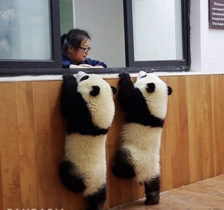 -Queremos unos zapatos
+¿Pa qué?
-Pandar
+Jajajajaja
-Jajajajaja
+Panda cabrones