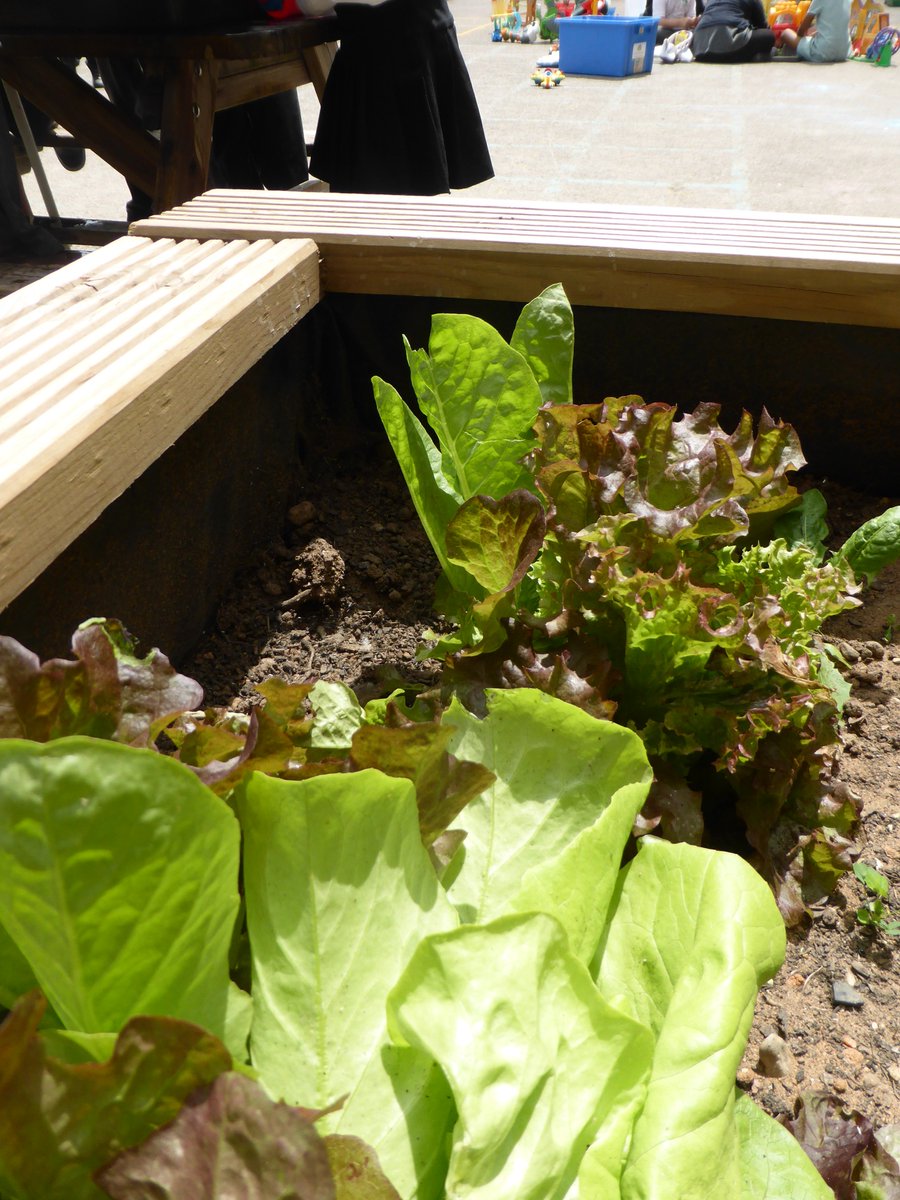 WoodhillFS's tweet photo. Our vegetable plot is blooming; broad beans, lettuce and potatoes to contribute to our kitchens @WoodhillSchool #growyourown #schoolgarden https://t.co/ZUNXIPPC0g