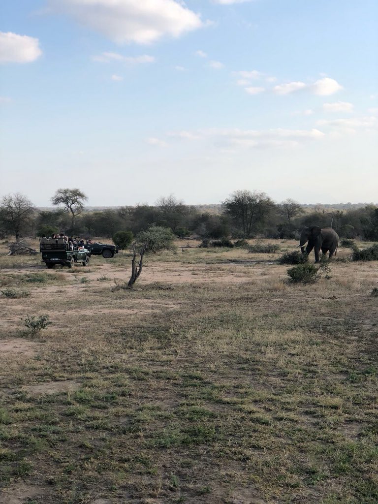 Straight out the gate and right in front of camp #NthamboTreeCamp gets a great view of an #elephant during #livebushfeed