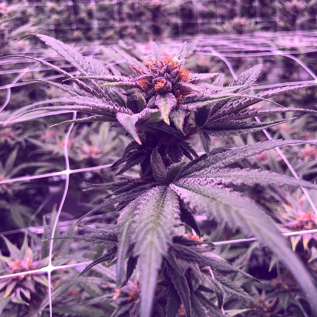 RevClinics's tweet photo. Rate this photo 1-10! Comment below! Photo taken from our Cultivation Facility. Stop by 67 Broadway in Somerville and pick some up! https://t.co/fYWKK3Q7hp