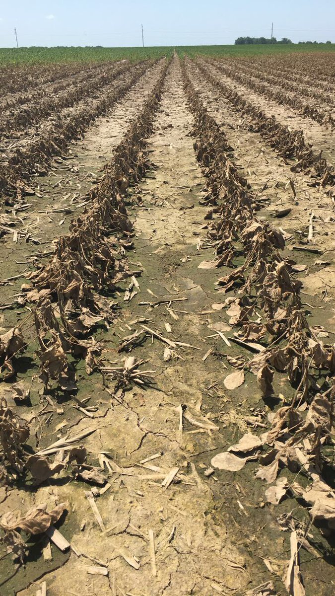 marnold2016's tweet image. Bet you can’t guess which one of these fields was planted with genetically modified soybeans #ProGMO #SmartFarmingIs