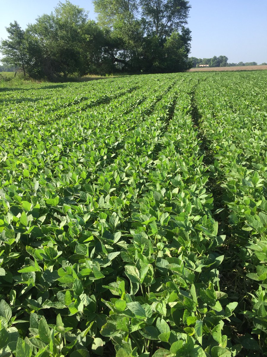 marnold2016's tweet image. Bet you can’t guess which one of these fields was planted with genetically modified soybeans #ProGMO #SmartFarmingIs