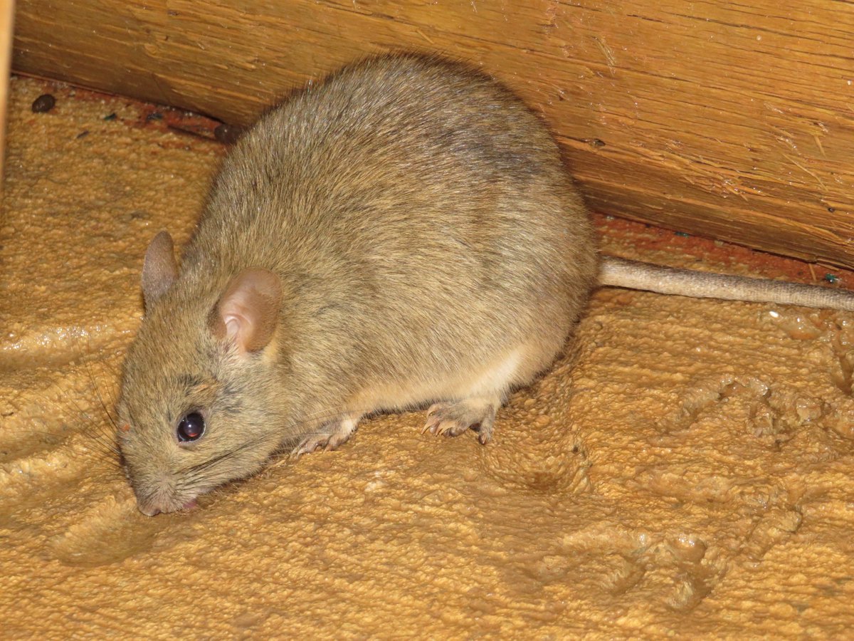 It's chilly out at the @AridRecovery reserve at the moment, but one of the perks of psyching yourself up to use the outdoor shower is having a greater stick-nest #rat sneak under the door for a drink! 🐭 #WildOz #mammalwatching #rodentoftheday #cute #threatenedspecies #OzRodents