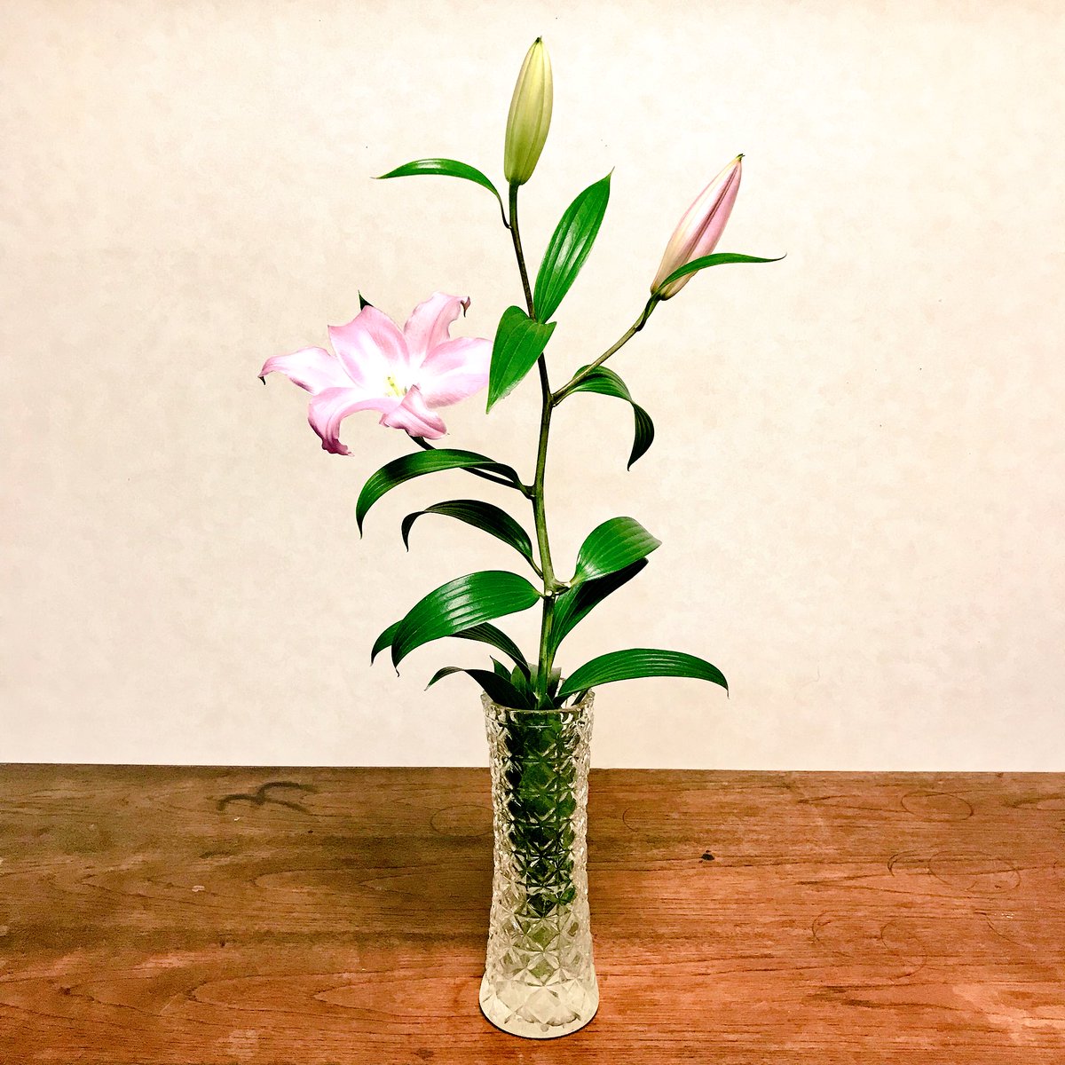 PUNK_TAROU's tweet photo. お花マーガレット https://t.co/27EoR8Bepp