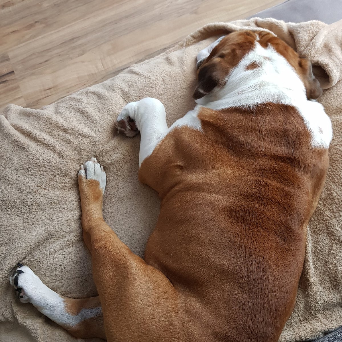 I think, Holger has a very elegant sleeping position...for a bulldog...😴😴😴😴
 #bulldoglover #bulldog #bulldoglove #bestdogs #bestdogintheworld #bulldogs #bulldoglovers #bestdogsever #bestdogever #bulldoglife #CUTEST #cutestpet #motivation #mondaymotivation #holgerrulestheworld