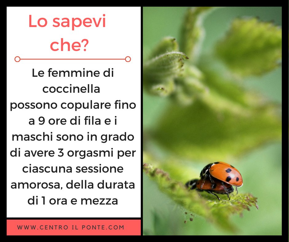 Curiosità dal mondo animale! Portano anche fortuna!
#losapeviche #sesso #mondoanimale #animali #coccinella #centroilponte #sexnews
