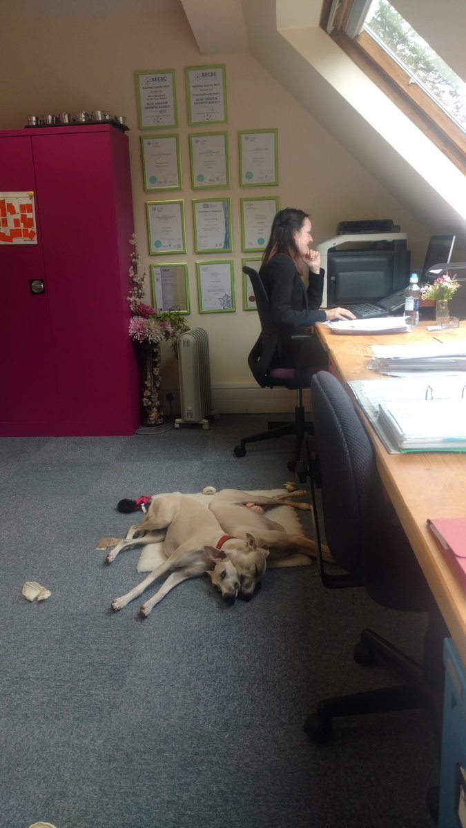 BlueShadowKate's tweet image. They all look happy enough 😍 @blueshadownic #cumbria