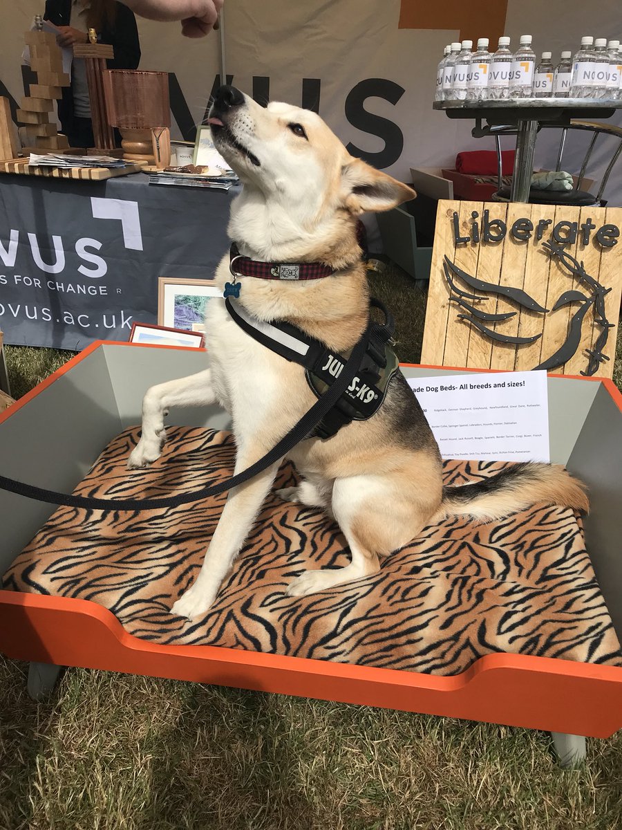 More dog models! The dog beds are a huge success <a href="/Novuschange/">Novus</a> <a href="/CheshireShow/">Royal Cheshire County Show</a>