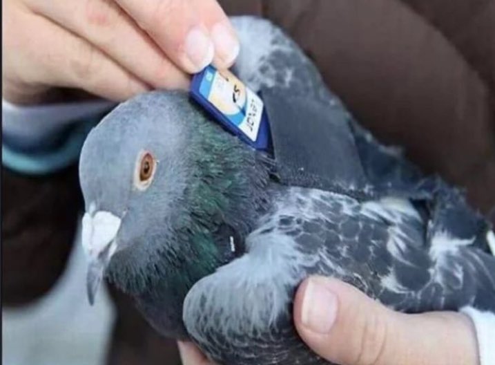 German citizen sending his friend illegal memes (2018, colorized)

#Artikel13