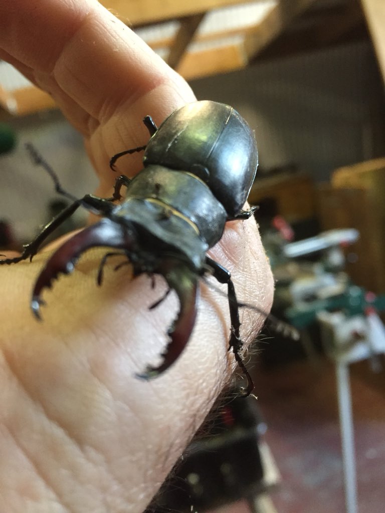 URBANCABINS's tweet photo. A new #hatchling from our #stagbeetle #sanctuary @StudioGreenUK that we built a few years back. Great to have more UK wildlife protected. #woodlandtrust #ongeanprojects #londonwildlife #urban https://t.co/k4jgntxHXX