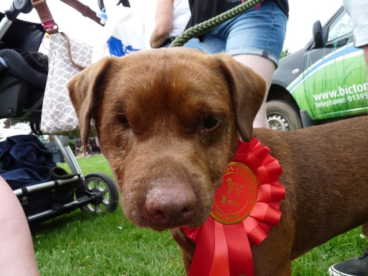 llys nini dogs for adoption