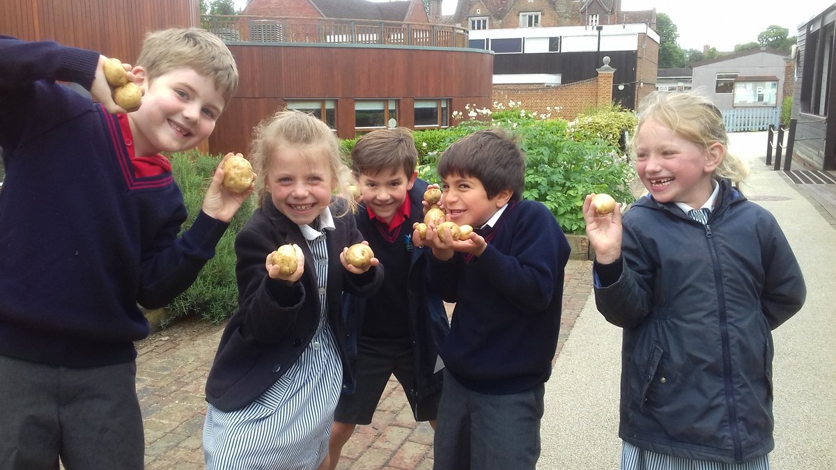 Our first potatoes of the year - great work Eco-team😀 #GrowYourOwnPotatoes #PrepSchoolSurrey