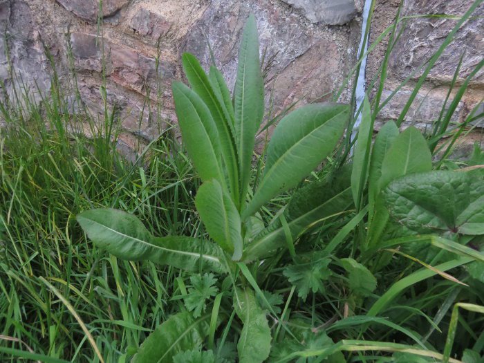 Foraging wild lettuce for a good night’s sleep wildplantguide.com/foraging-wild-…