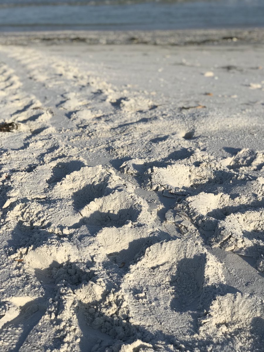 #turtletracks make my heart happy 💙 @SeaTurtlePatrol