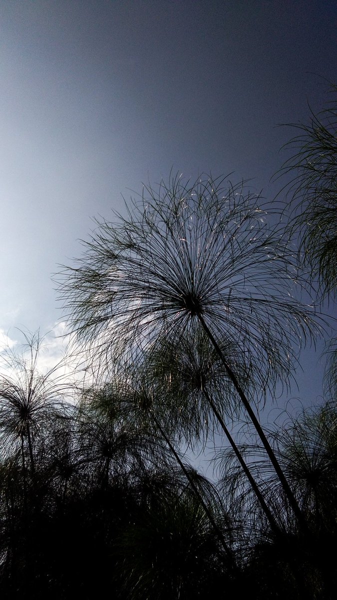 LeYanaka's tweet photo. Theme: Greenery

More at:
https://t.co/o3FXPDmycE

#photography 
#Greenery 
#green 
#bamboo https://t.co/2p9voNqZEA