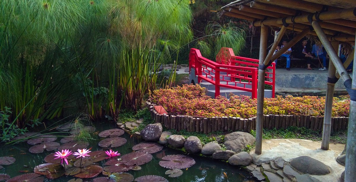 LeYanaka's tweet photo. Theme: Greenery

More at:
https://t.co/o3FXPDmycE

#photography 
#Greenery 
#green 
#bamboo https://t.co/2p9voNqZEA