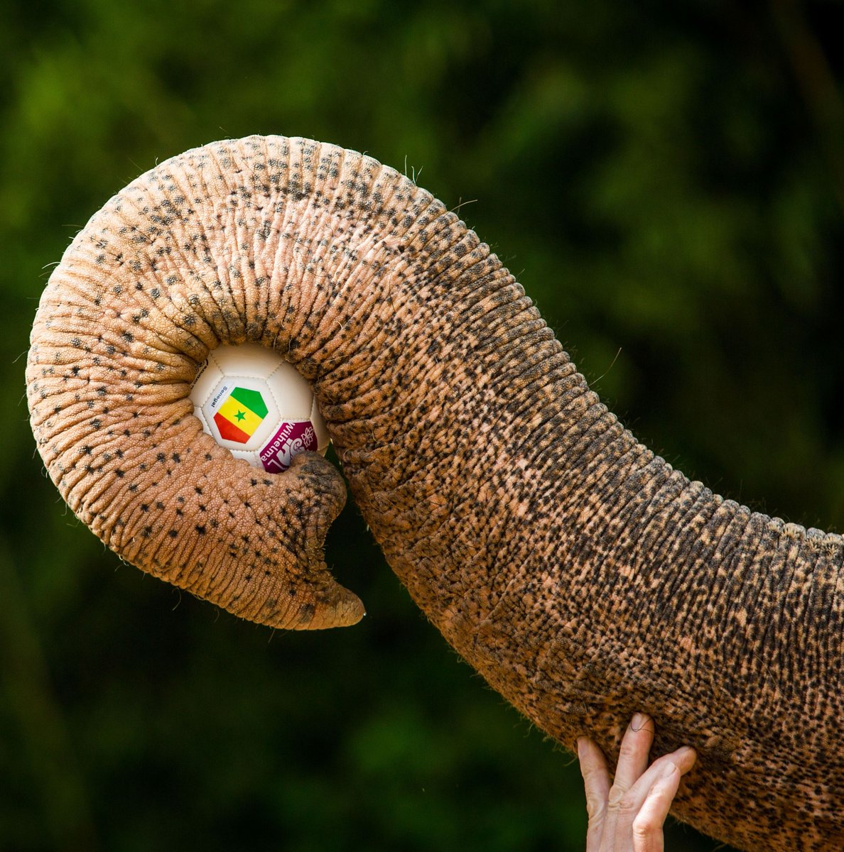 bet365's tweet photo. Zella the psychic elephant, from Stuttgart Zoo, has predicted her winner for the 2018 World Cup:

🥉 3rd - Denmark 🇩🇰
🥈 2nd - Uruguay 🇺🇾
🥇 1st - Senegal 🇸🇳 https://t.co/a1gE9uvMhR