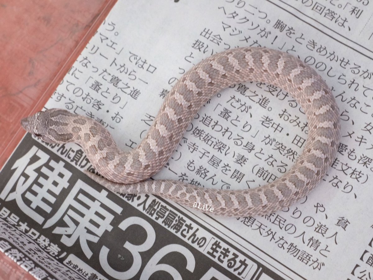 爬虫類ショップ アライブ Alive Ar Twitter セイブシシバナヘビ 今回のシシバナ達も極上です ラベンダーが良い 非常に良いです ピンクパステルアルビノは美しさがカメラに写らない 泣 そして何よりも可愛い顔 マウスを頬張ってムニムニと食べる顔はずっと見てい